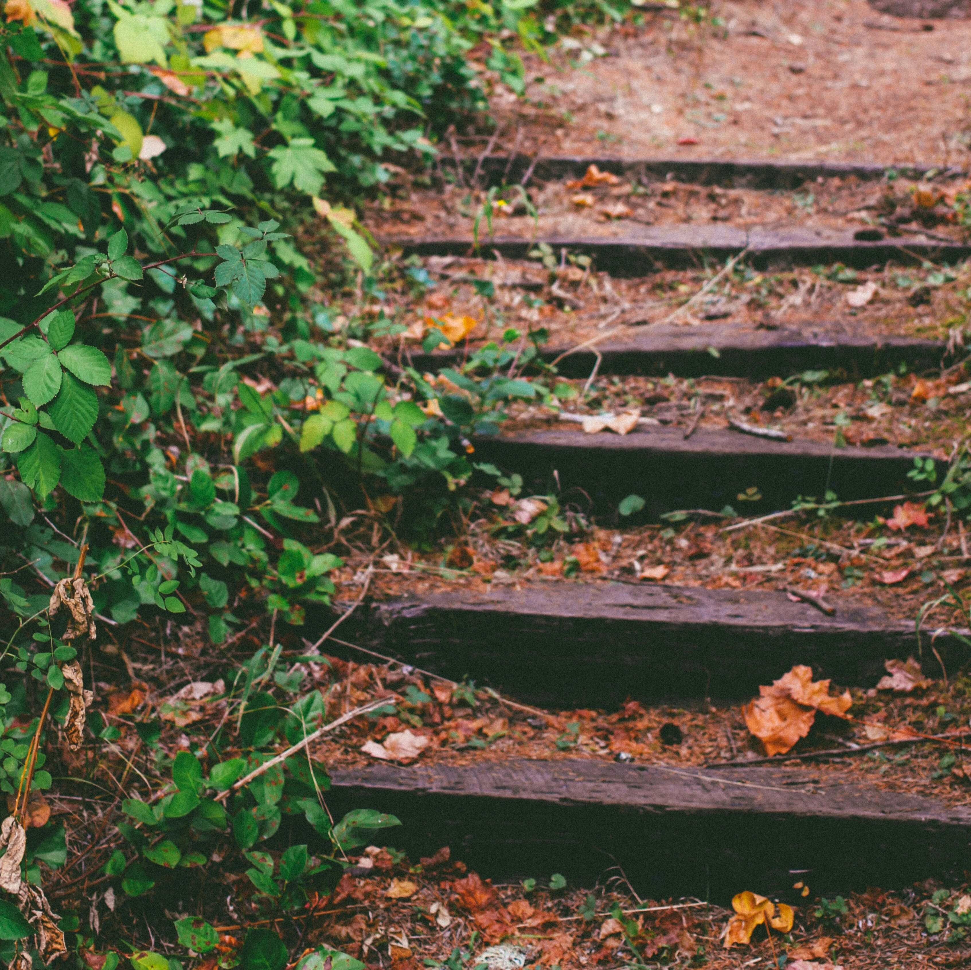 Photographie réalisée par Eric Muhr sur Unsplash, représentant un chemin non débroussaillé.